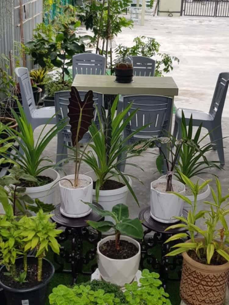pot-of-plants--replace